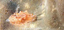 Nudibranch on coral by Elizabeth Ehrlich 